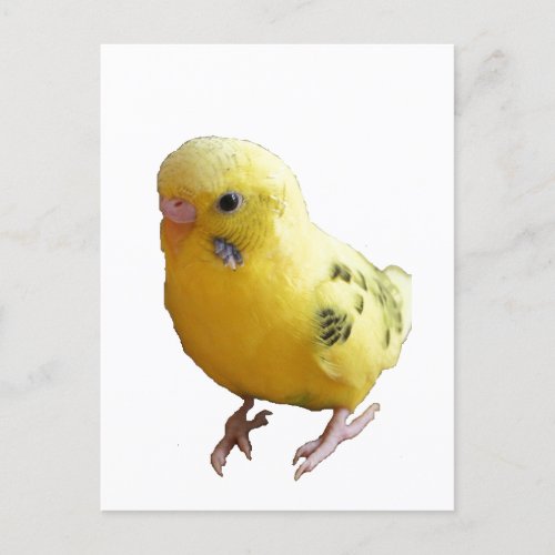 Cute Yellow Parakeet Friendly Pet Bird Photograph Postcard