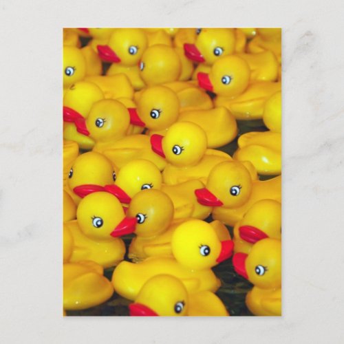 Cute yellow rubber duckies postcard