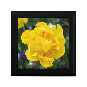 Cute yellow tulips in the garden gift box