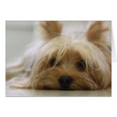 Cute Yorkie (Front Horizontal)