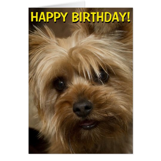 Cute Yorkie Birthday Card 