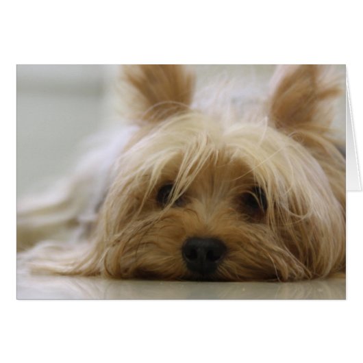 Cute Yorkie Cards (Front Horizontal)