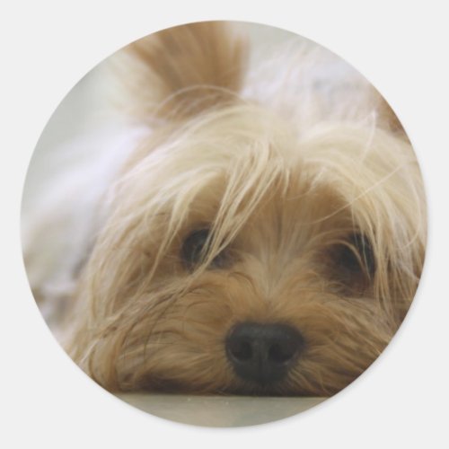 Cute Yorkie Classic Round Sticker