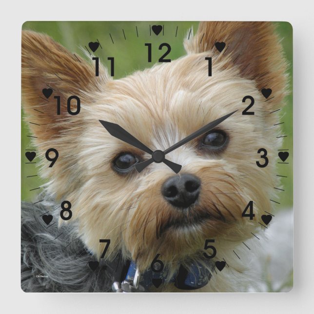 Cute Yorkie clock (Front)