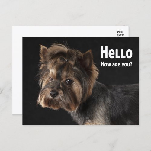 Cute Yorkie Puppy Dog Love Yorkshire Terrier Hello Postcard
