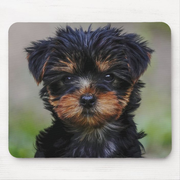 Cute Yorkie Puppy Mouse Pad