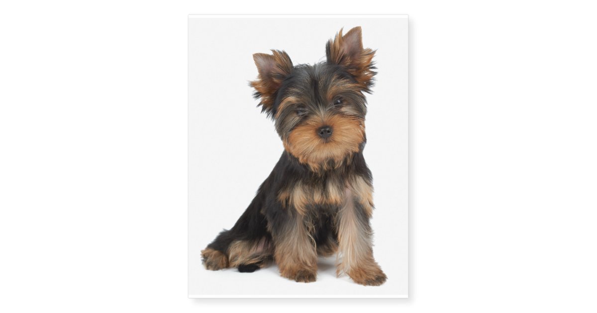 Cute yorkie puppy temporary tattoos Zazzle