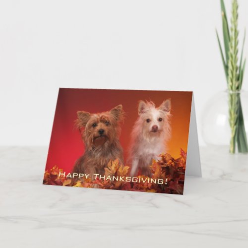 Cute Yorkie Thanksgiving Greeting Cards