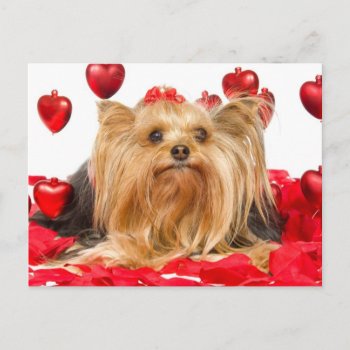 Cute Yorkie Valentine Holiday Postcard by DoggieAvenue at Zazzle