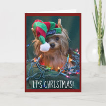 Cute Yorkie Wearing Elf Hat