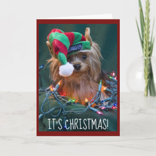 Cute Yorkie Wearing Elf Hat Holiday Card