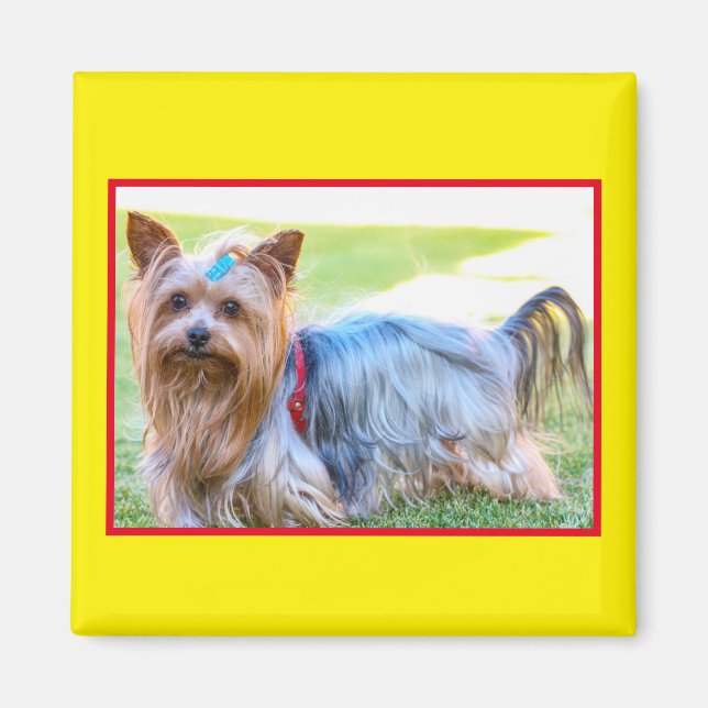 Cute Yorkshire Terrier Dog Head Body Magnet (Front)