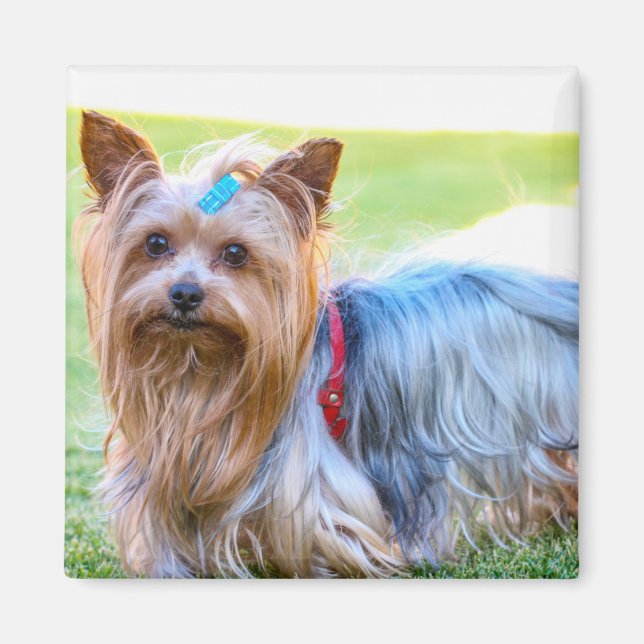 Cute Yorkshire Terrier Dog Head Body Magnet (Front)