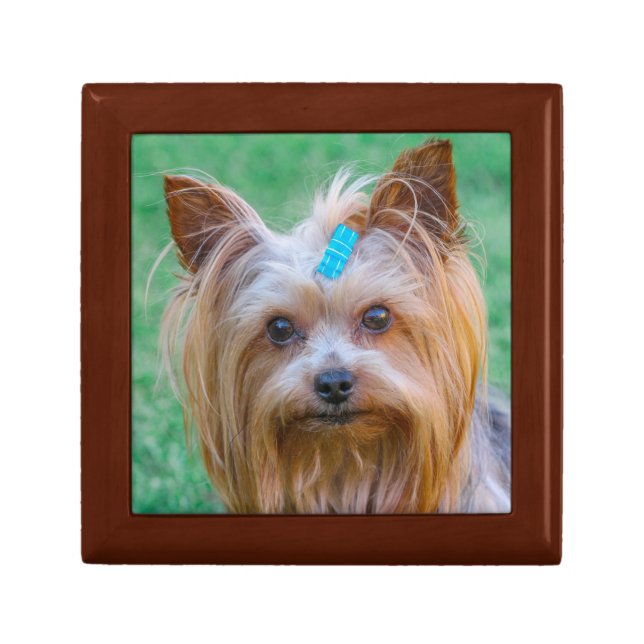 Cute Yorkshire Terrier Dog Head Gift Box (Front)