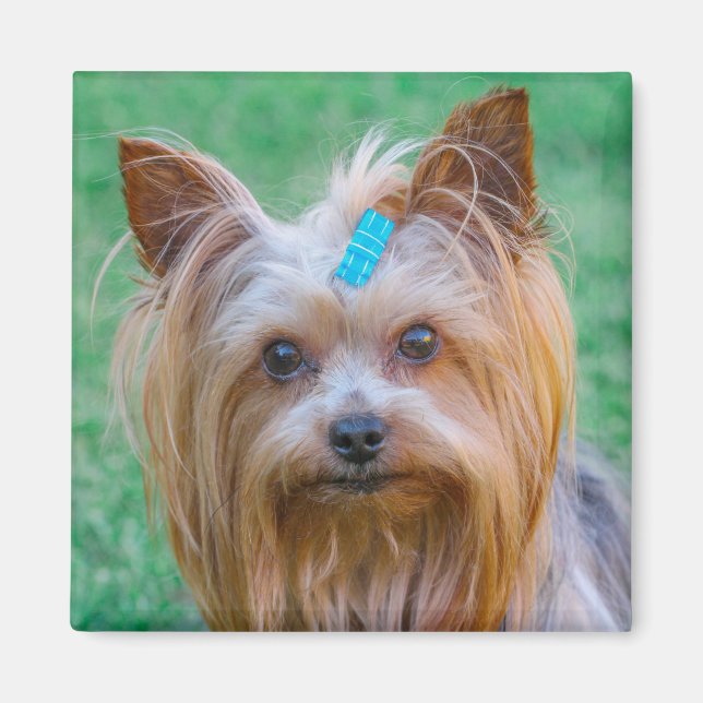 Cute Yorkshire Terrier Dog Head Magnet (Front)