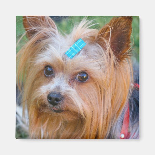 Cute Yorkshire Terrier Dog Head Magnet (Front)