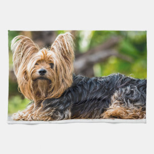 Cute Yorkshire Terrier Dog in garden Kitchen Towel