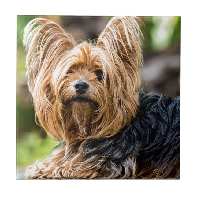 Cute Yorkshire Terrier Dog in garden Tile (Front)
