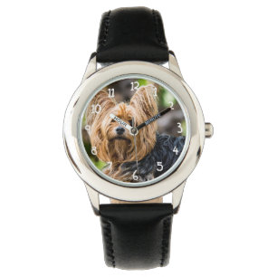 Cute Yorkshire Terrier Dog in garden Watch
