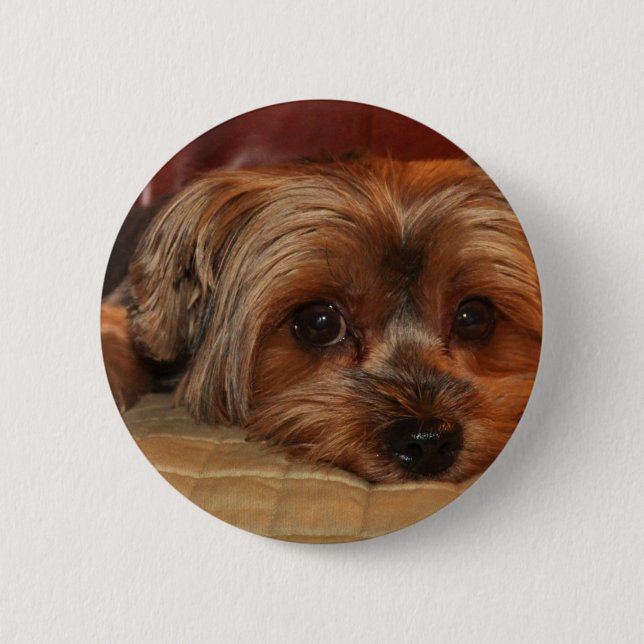 Cute Yorkshire Terrier Dog Pinback Button (Front)