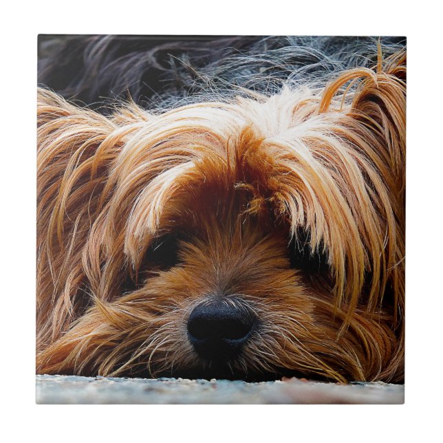 Cute Yorkshire Terrier Dog Tile (Front)