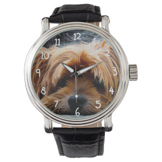 Cute Yorkshire Terrier Dog Watch