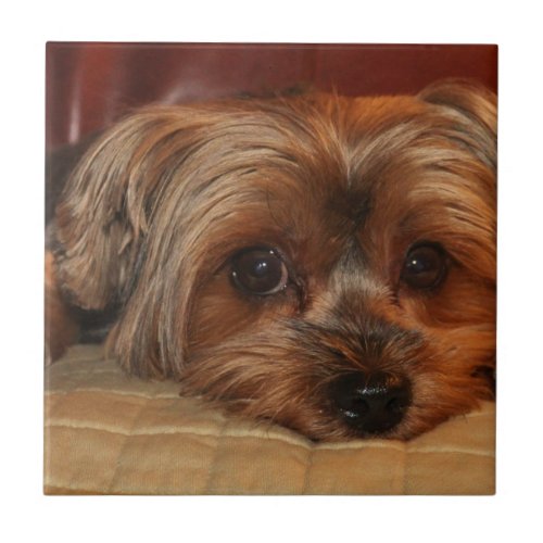 Cute yorkshire terrier dogyorkie ceramic tile