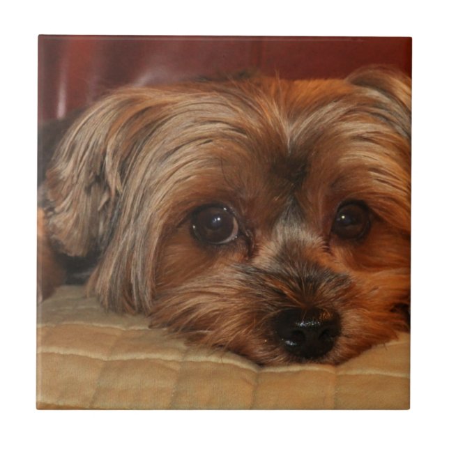 Cute yorkshire terrier dog,yorkie ceramic tile (Front)