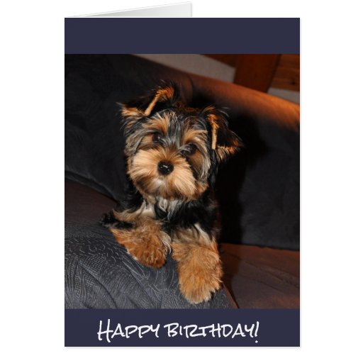 Cute Yorkshire Terrier, Happy birthday! Card | Zazzle