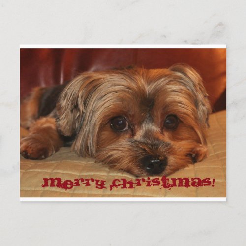 Cute Yorkshire Terrier Merry Christmas Holiday Postcard