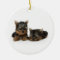 Cute Yorkshire Terrier puppies