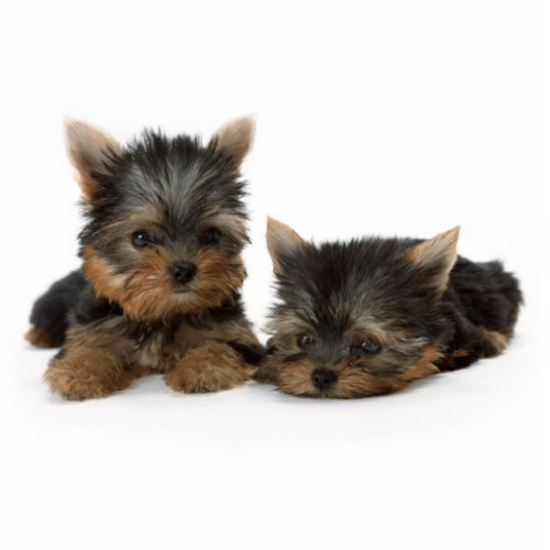Cute Yorkshire Terrier puppies Cutout