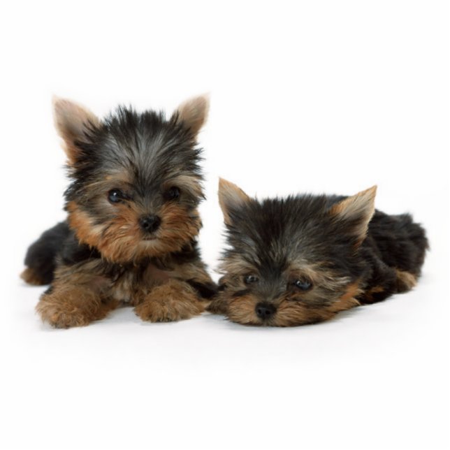 Cute Yorkshire Terrier puppies Cutout (Front)