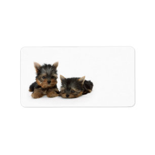 Cute Yorkshire Terrier puppies Label