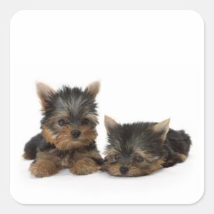 Cute Yorkshire Terrier puppies Square Sticker