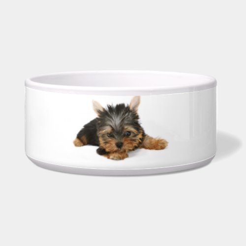 Cute Yorkshire Terrier Puppy Bowl