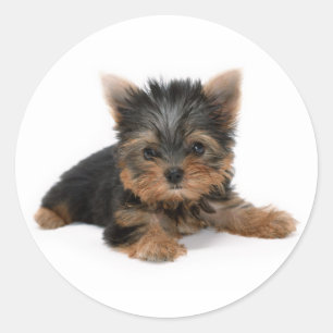 Cute Yorkshire Terrier Puppy Classic Round Sticker
