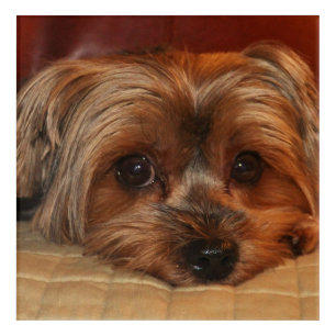 Cute Yorkshire Terrier Puppy Dog Acrylic Print