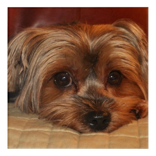 Cute Yorkshire Terrier Puppy Dog   Acrylic Print