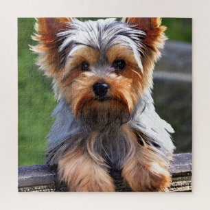 Cute Yorkshire Terrier Puppy Dog Jigsaw Puzzle
