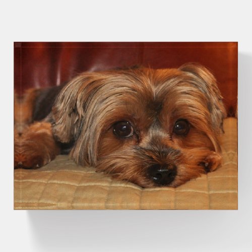 Cute Yorkshire Terrier Puppy Dog Paperweight