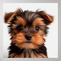 Cute Yorkshire Terrier Puppy Dog Portrait