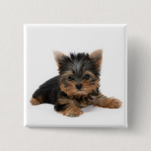 Cute Yorkshire Terrier Puppy Pinback Button