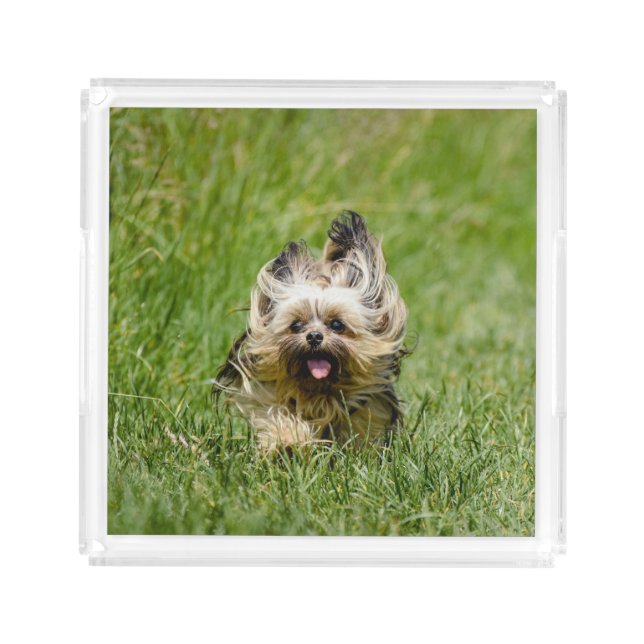 Cute Yorkshire Terrier Running Through Grass Acrylic Tray (Front)
