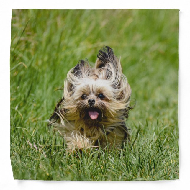 Cute Yorkshire Terrier Running Through Grass Bandana (Front)