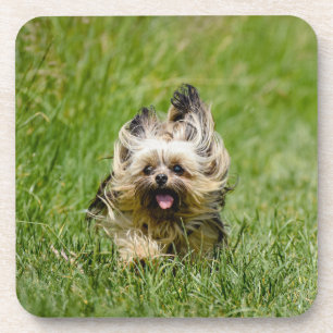 Cute Yorkshire Terrier Running Through Grass Beverage Coaster