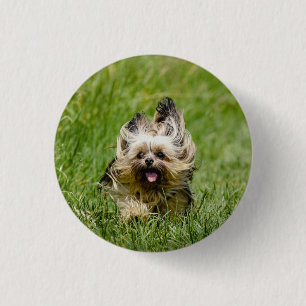 Cute Yorkshire Terrier Running Through Grass Button
