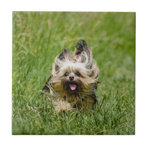 Cute Yorkshire Terrier Running Through Grass Ceramic Tile