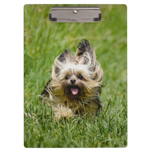 Cute Yorkshire Terrier Running Through Grass Clipboard