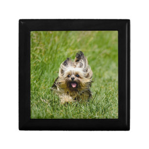 Cute Yorkshire Terrier Running Through Grass Gift Box